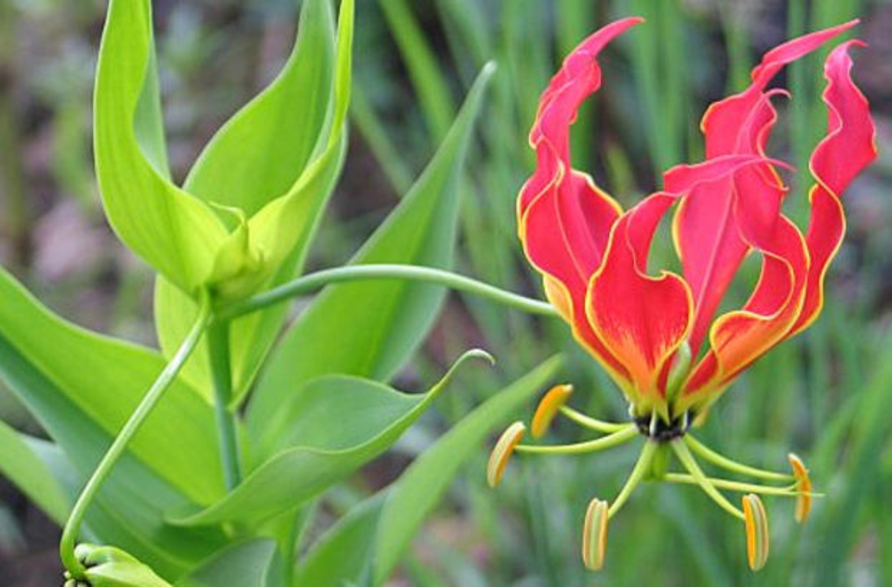 FLAME LILY